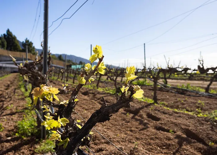 Villa La Palmera, Infinite Views